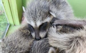 A close-up of baby raccoons sleeping huddled together inside a green wildlife baby box
