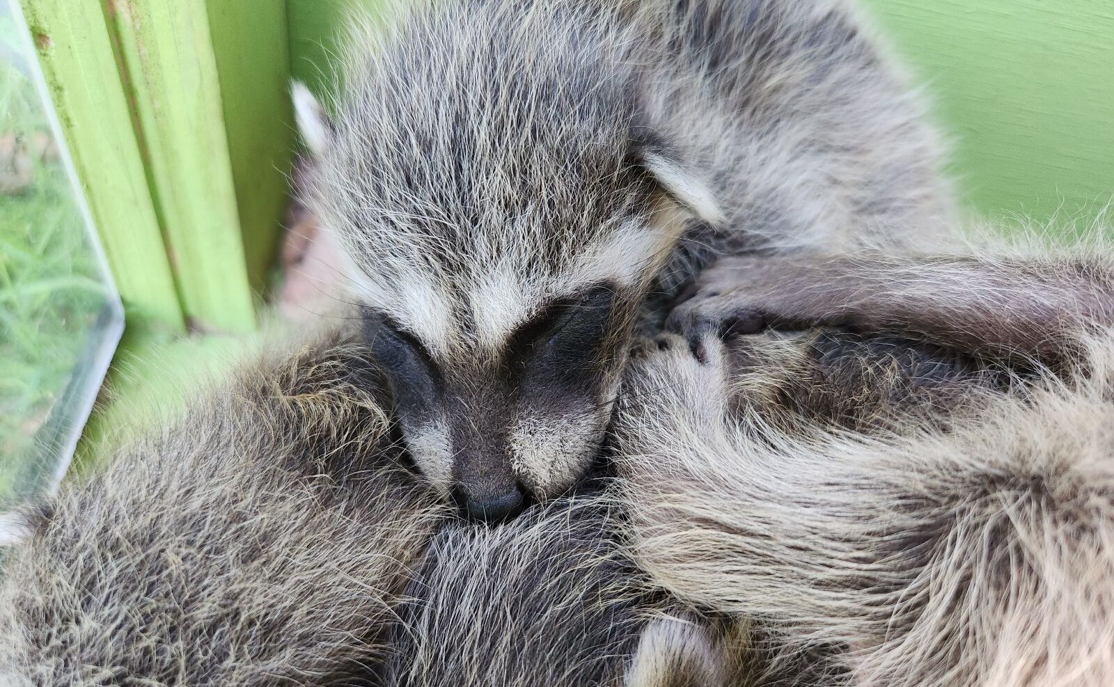 A close-up of baby raccoons sleeping huddled together inside a green wildlife baby box