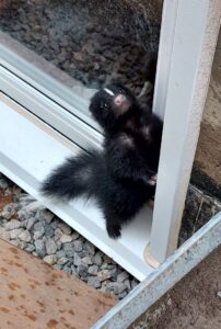 Baby Skunk Trapped Inside Residential Window Well A small baby striped skunk standing on its hind legs looking up against a glass window inside an egress window well