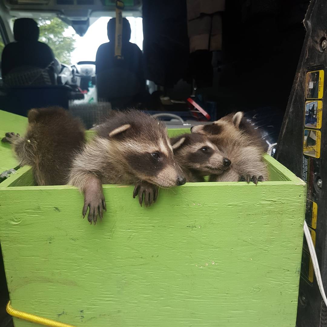 Baby raccoons safely contained in a reunion box during a humane Skedaddle Madison exclusion at a Mount Horeb home &mdash; no traps, no poison, no lethal removal.