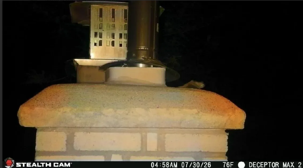Bat Spotted on Chimney Crown at Night via Trail Camera Night trail camera photo of a bat crawling on a brick chimney cap near metal vent flues