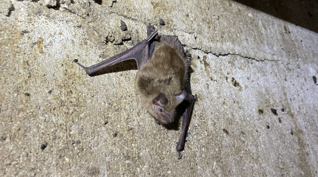 Brown Bat Clinging to Concrete Foundation Wall A small brown bat roosting on a rough textured concrete wall next to scattered bat guano droppings