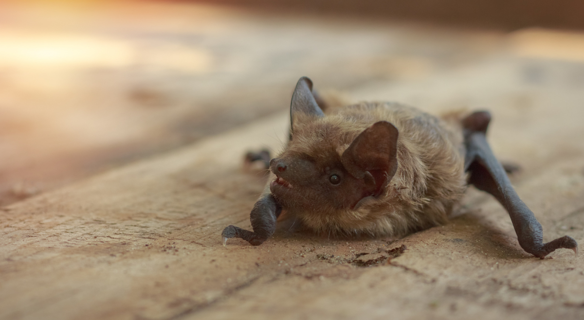 Professional Bat Removal: Why DIY Methods Fail & How Pros Help