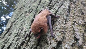 A small brown bat with open mouth clinging to the rough, mossy bark of a tree trunk