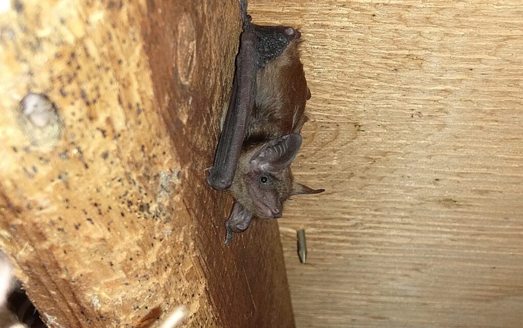 Brown Bat Roosting Upside Down on Wooden Attic Beam A small brown bat clinging upside down to an unfinished wooden framing beam in an attic