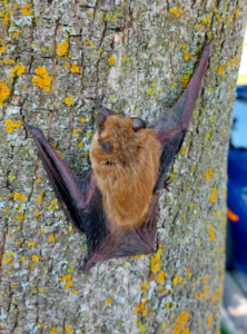 A brown bat clinging with partially extended leathery wings to tree bark covered in yellow and grey lichen