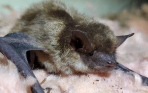 A close-up view of a brown bat resting on pink fiberglass insulation in an attic