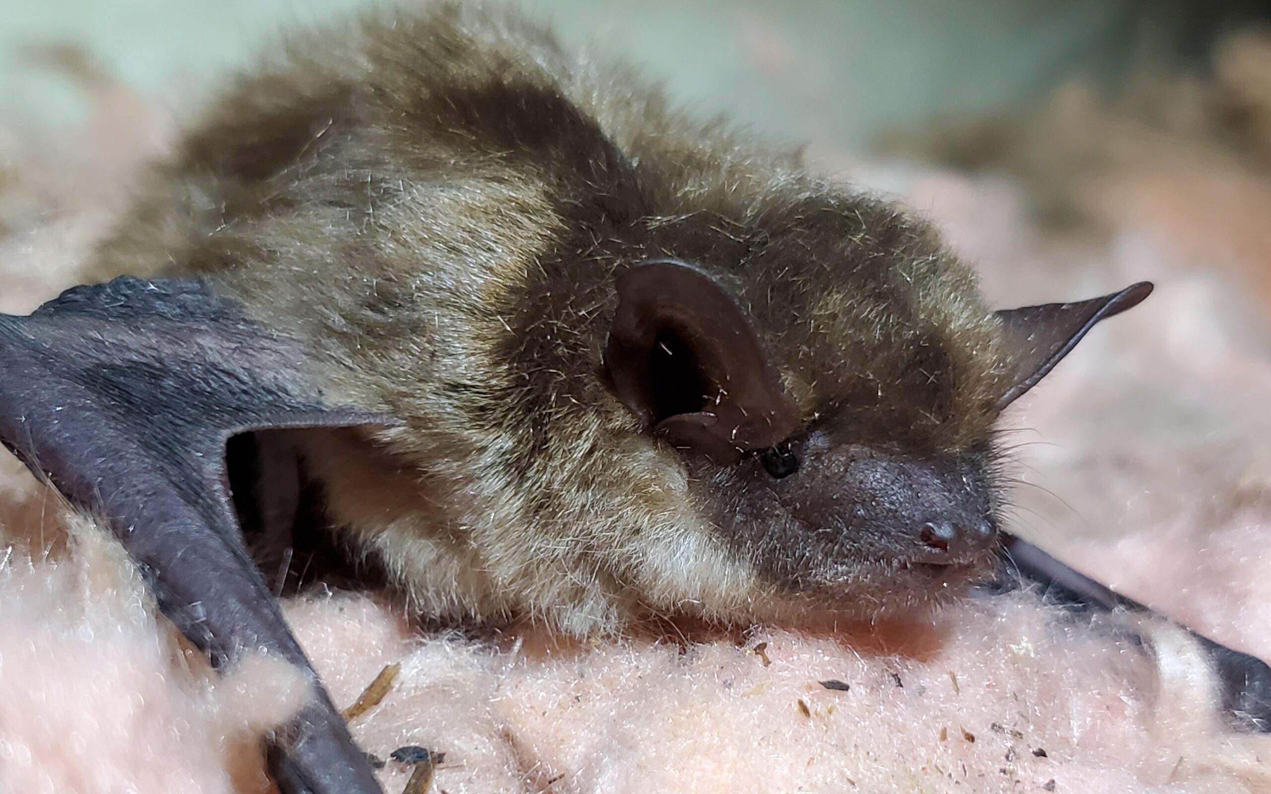 A close-up view of a brown bat resting on pink fiberglass insulation in an attic