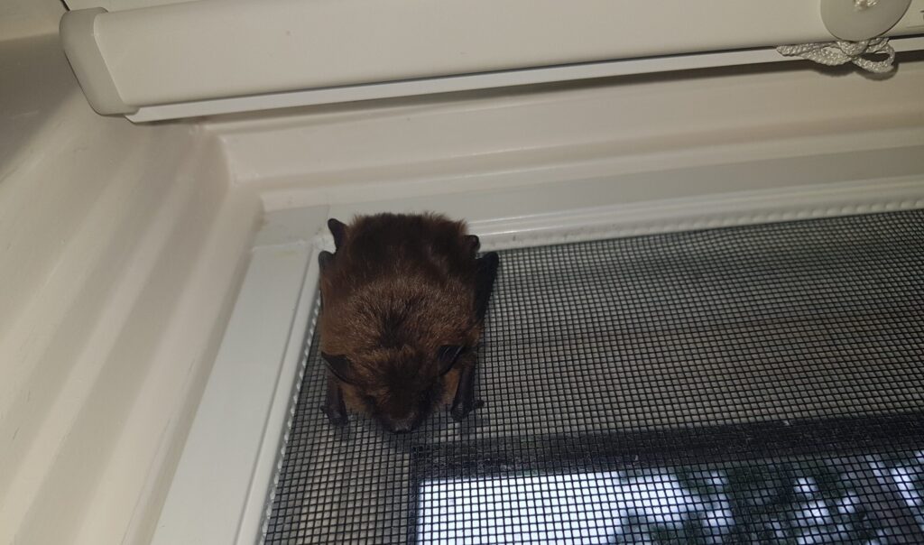 A small brown bat clinging upside down to the mesh of a residential window screen