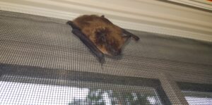 A small brown bat clinging to a black wire mesh window screen beneath the window frame