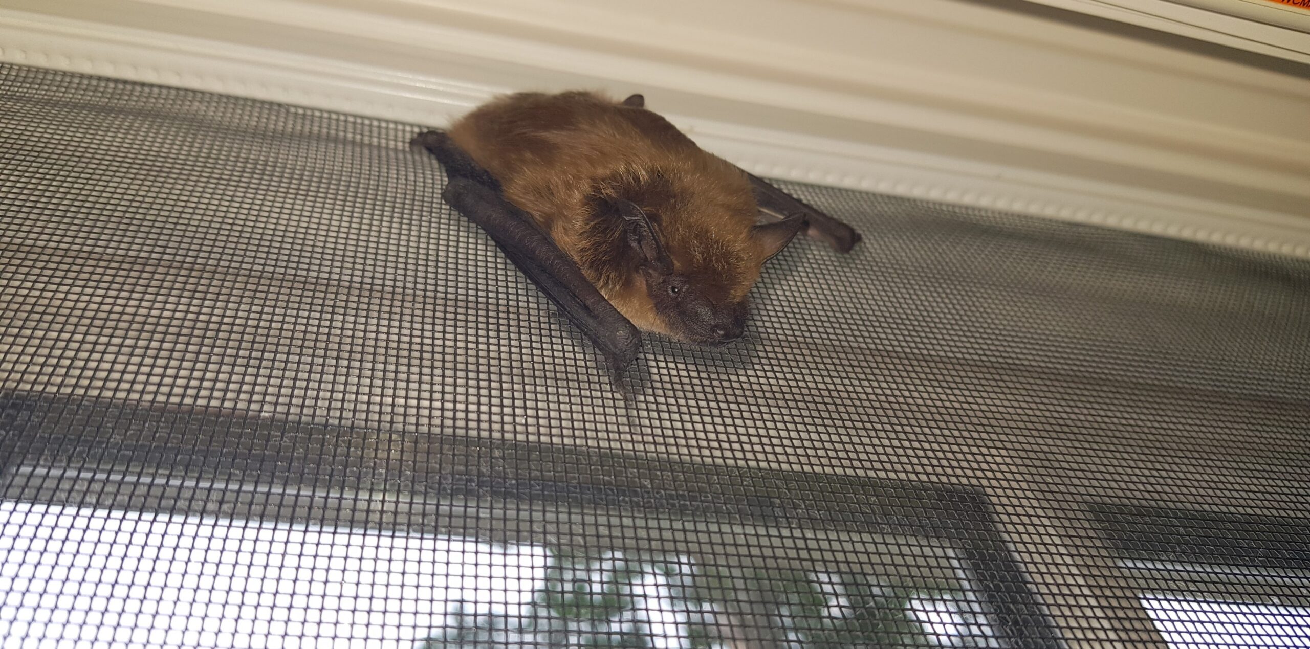 A small brown bat clinging to a black wire mesh window screen beneath the window frame