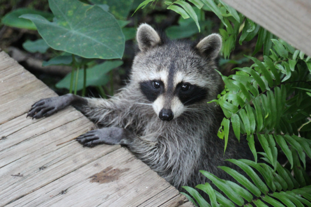 Curious Raccoon Peeking Over Wooden Porch Beside Garden Foliage A fluffy raccoon resting its front paws on a wooden deck while peering out from green fern leaves