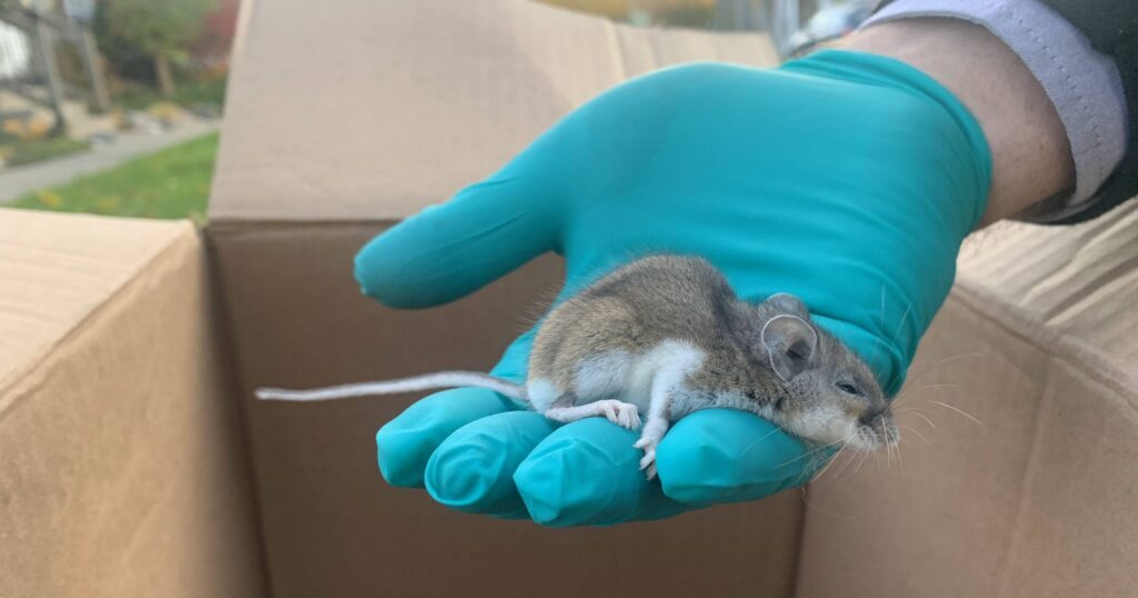small brown and white deer mouse resting in the palm of a hand wearing a teal nitrile glove over an open cardboard box