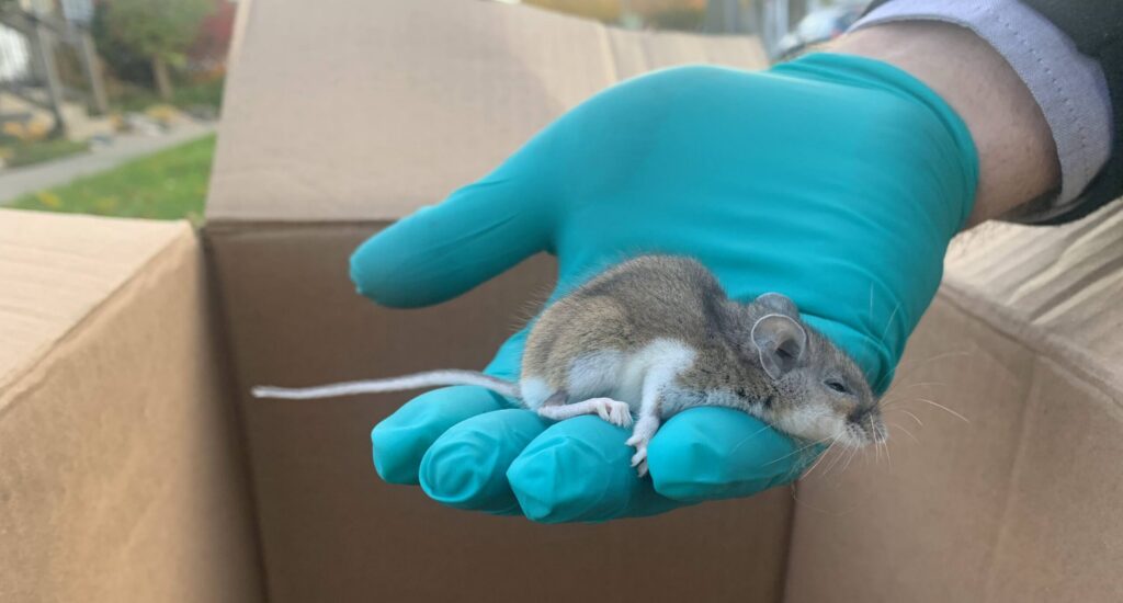 A deer mouse resting peacefully in a gloved hand above an open cardboard box