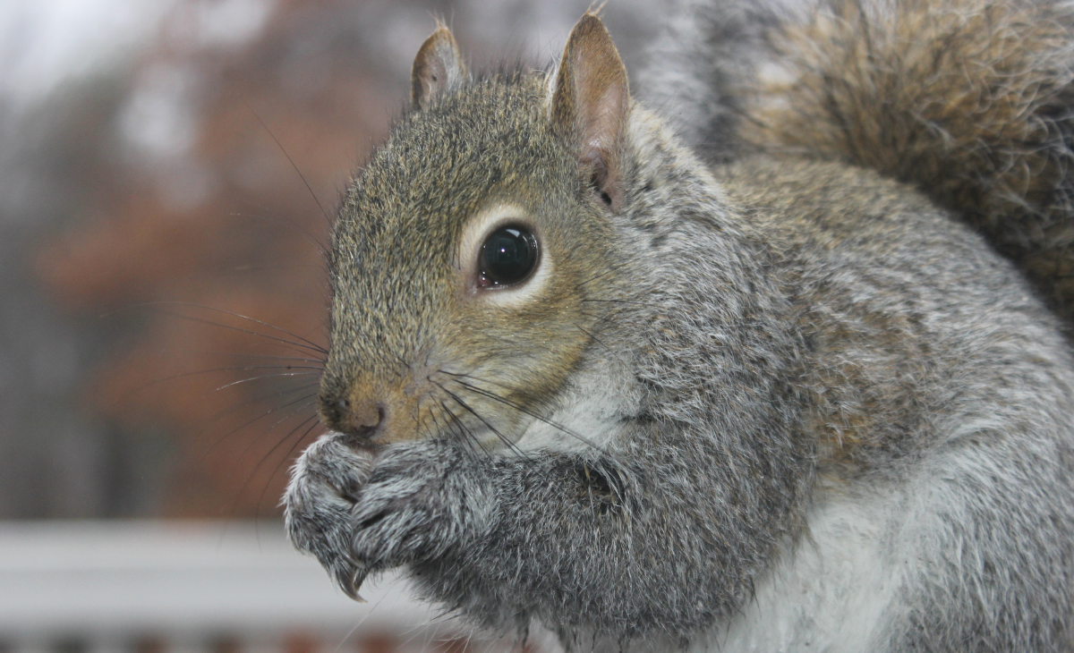 A close-up of an eastern grey squirrel holding a seed between its paws while eating outdoors