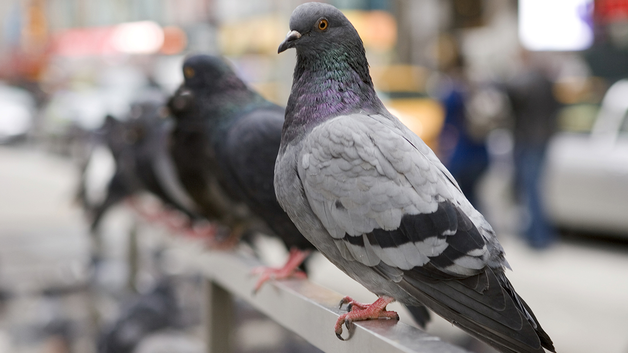 A close-up of a grey rock pigeon with iridescent neck feathers perched on an urban metal railing