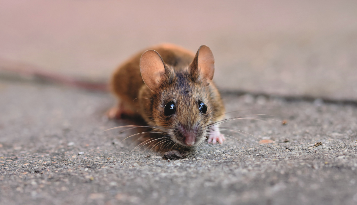 A small brown field mouse with large ears and prominent black eyes facing forward on concrete ground