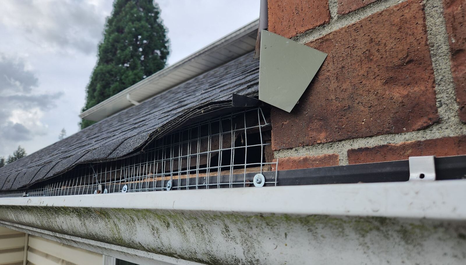 Galvanized steel wire mesh installed beneath roof shingles and behind a gutter to block wildlife entry points