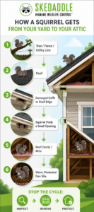 An infographic illustrating the six-step process of how squirrels enter attics through roofs and soffits