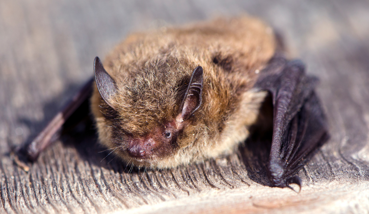 A small fluffy brown bat resting with folded wings on a textured, weathered wooden surface outdoors