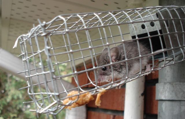 A small mouse emerging into a wire mesh one-way exclusion tunnel installed along an exterior soffit
