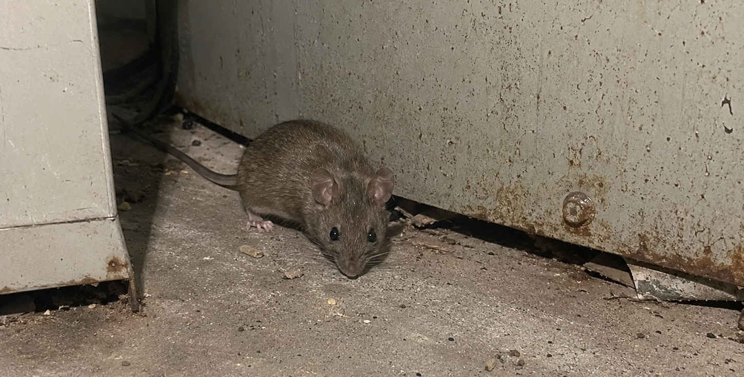 A small brown house mouse crouching on a dusty concrete basement floor beside a weathered metal utility unit