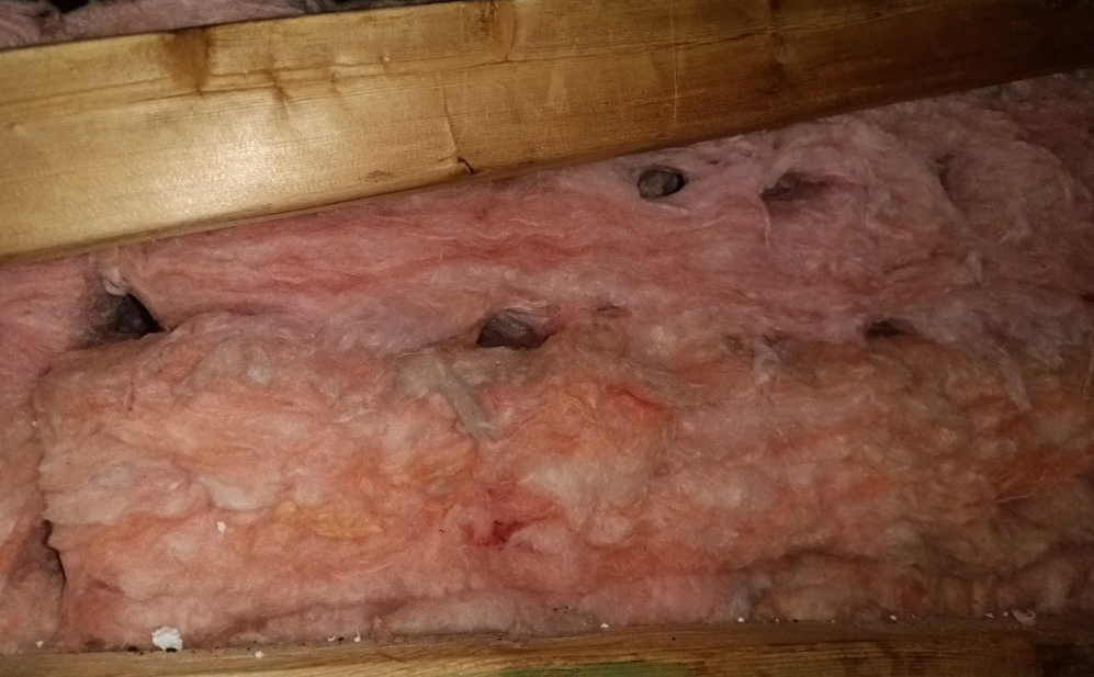 Mouse Tunnels and Burrows in Attic Fiberglass Insulation Pink fiberglass attic insulation showing visible tunneling holes and damage caused by rodents