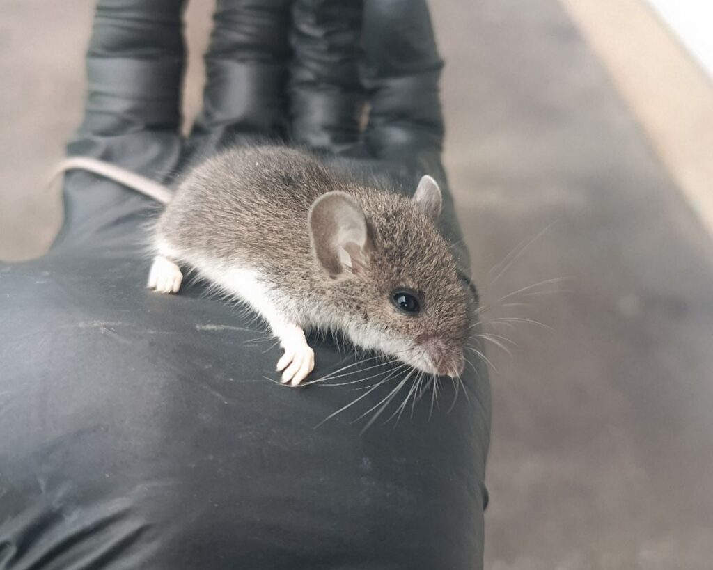 Mouse resting on a black-gloved hand