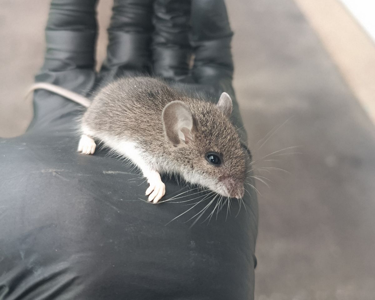 Skedaddle Minneapolis technician holding a live mouse captured during a Woodbury humane inspection &mdash; no traps, no poison, no lethal removal.