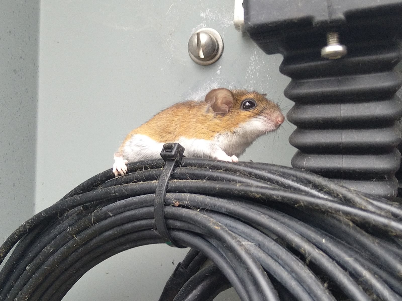 Mouse on wiring inside a Barrhaven home — the kind of entry-point vulnerability a Skedaddle humane inspection identifies.