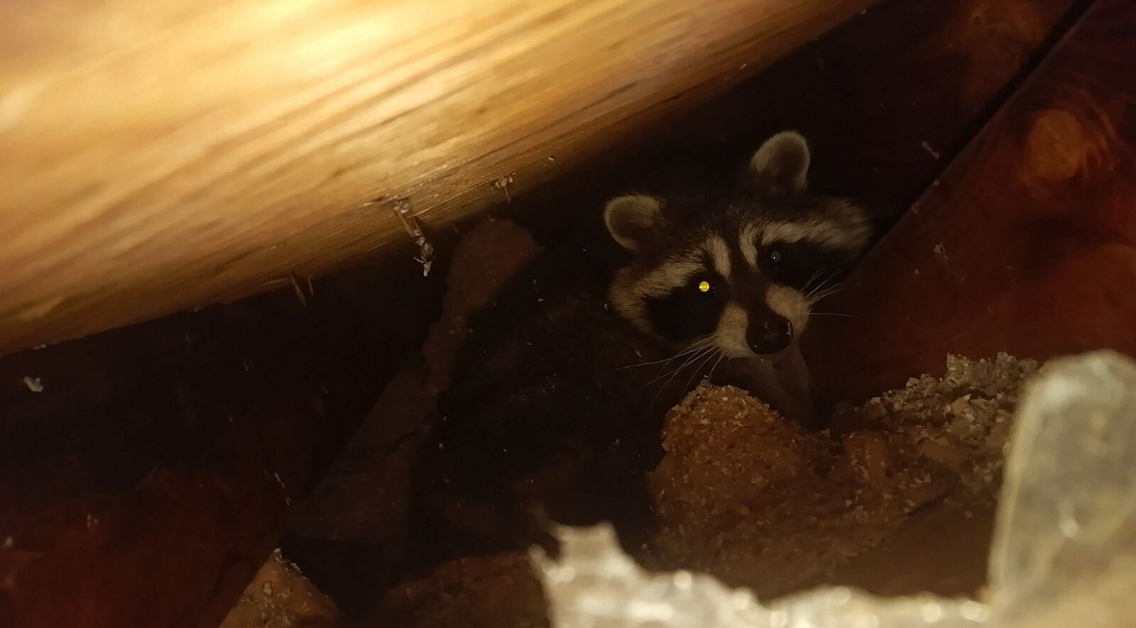 A raccoon nesting deep inside a dark attic cavity behind wooden roof rafters and torn insulation