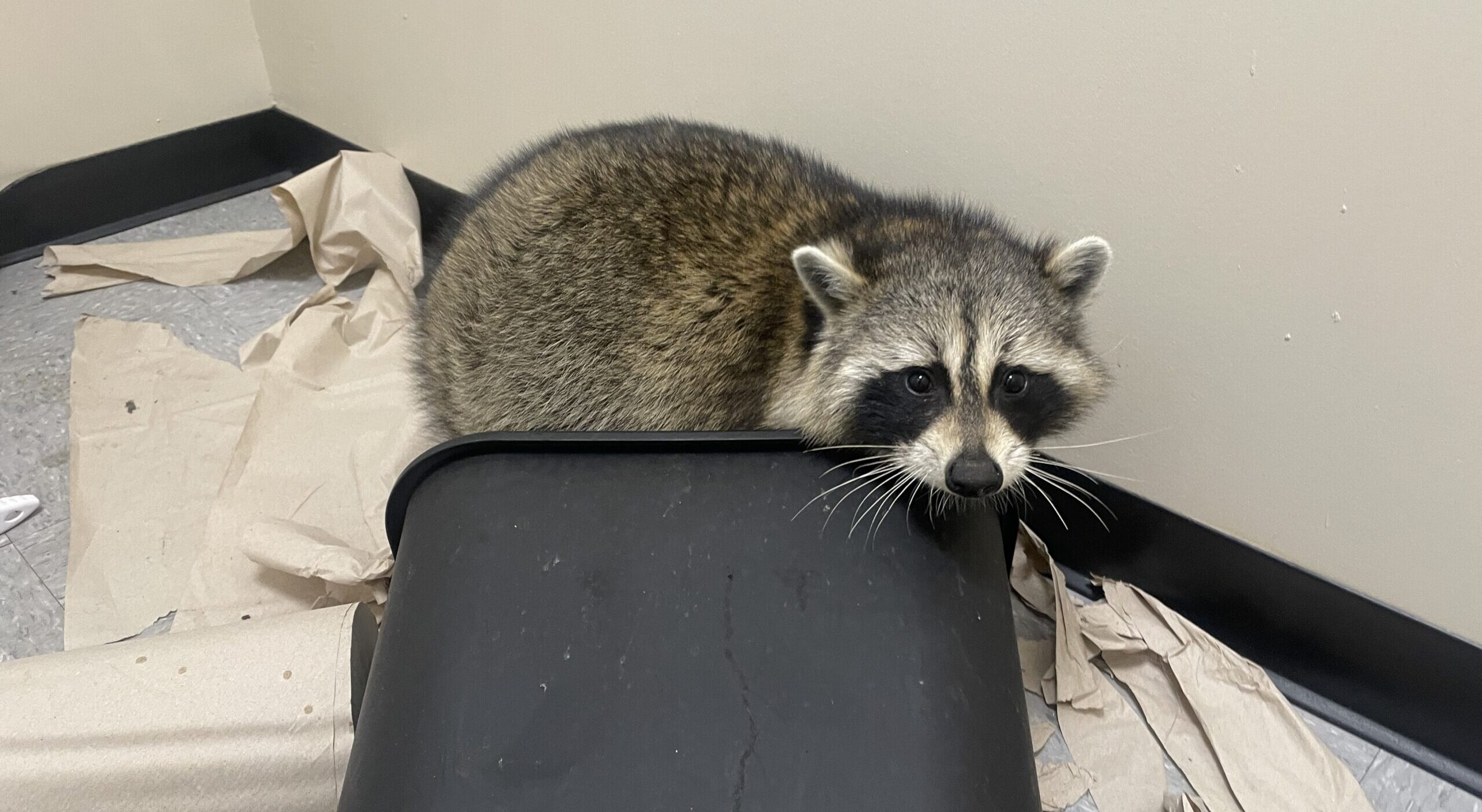 A curious raccoon peeking out from behind a black plastic wastebasket surrounded by discarded paper towels on a bathroom floor