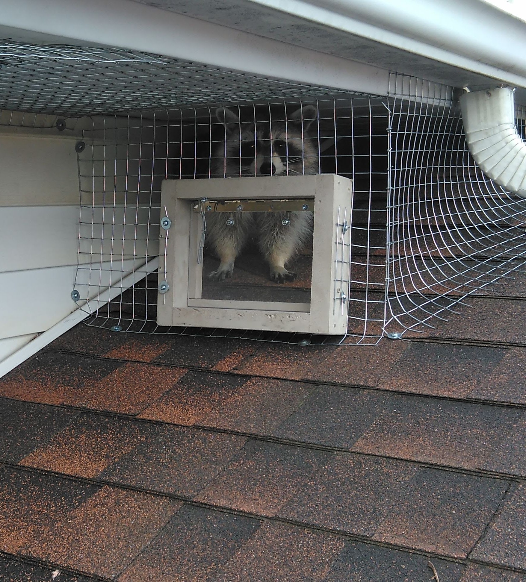 Raccoon exiting through a Skedaddle one-way door installed on a Wauwatosa home's eave return during a humane exclusion.