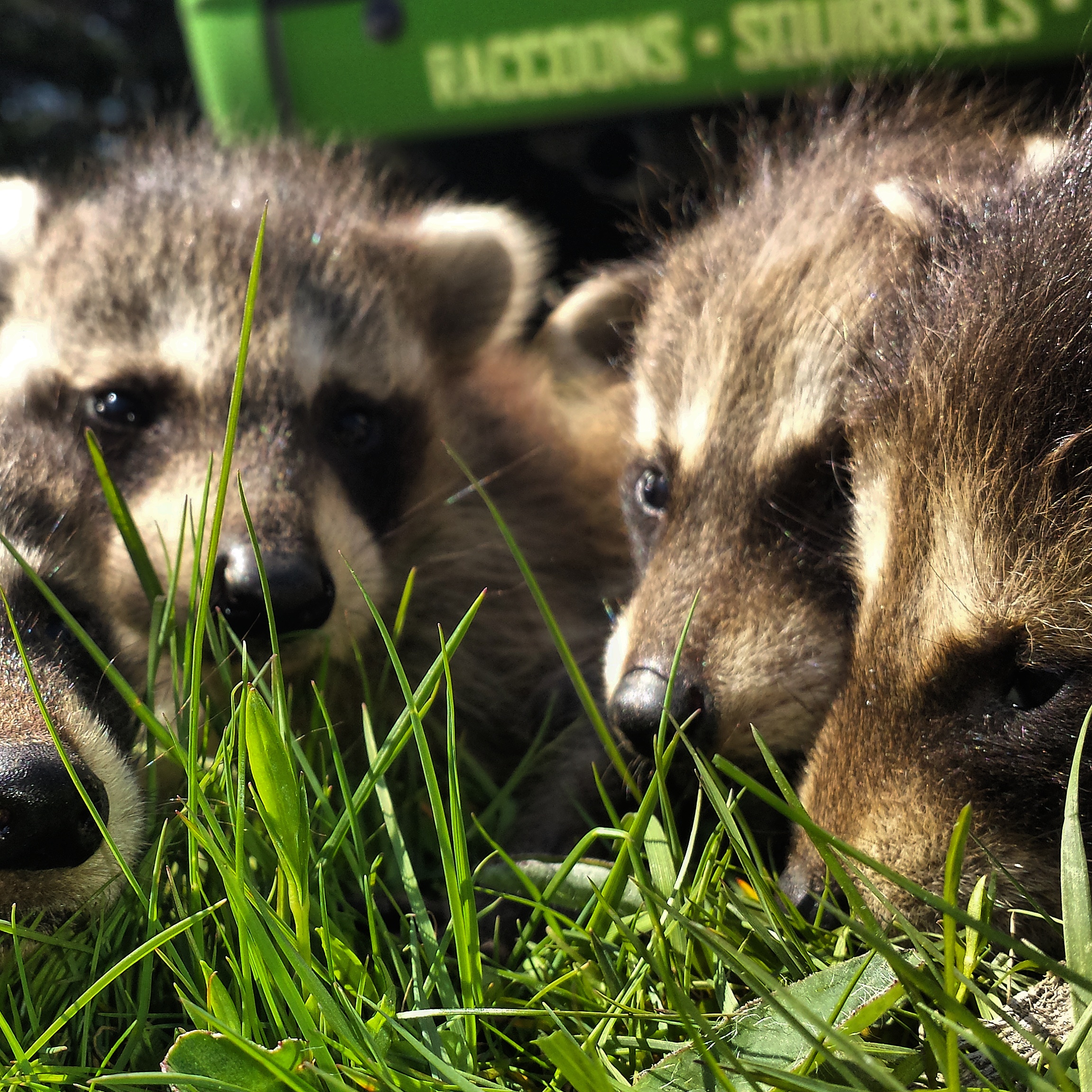 Skedaddle Milwaukee technician performing a humane raccoon removal in Greenfield &mdash; no traps, no poison, no lethal removal.