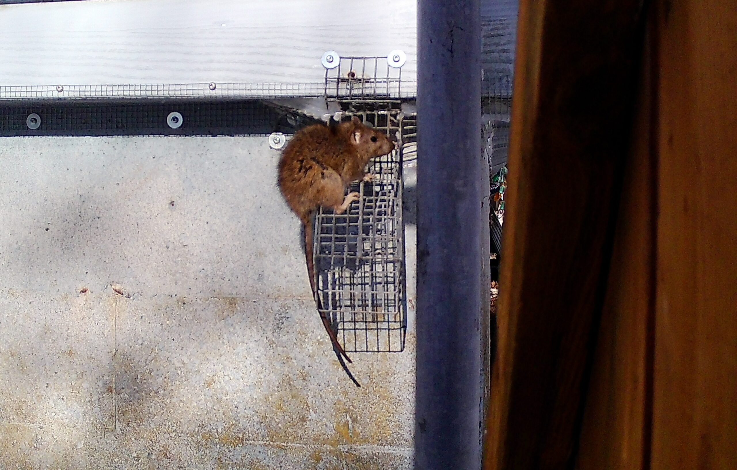 A rat perched on a Skedaddle one-way exclusion door installed on a Bloomington home &mdash; humane, no-trap wildlife removal in action.