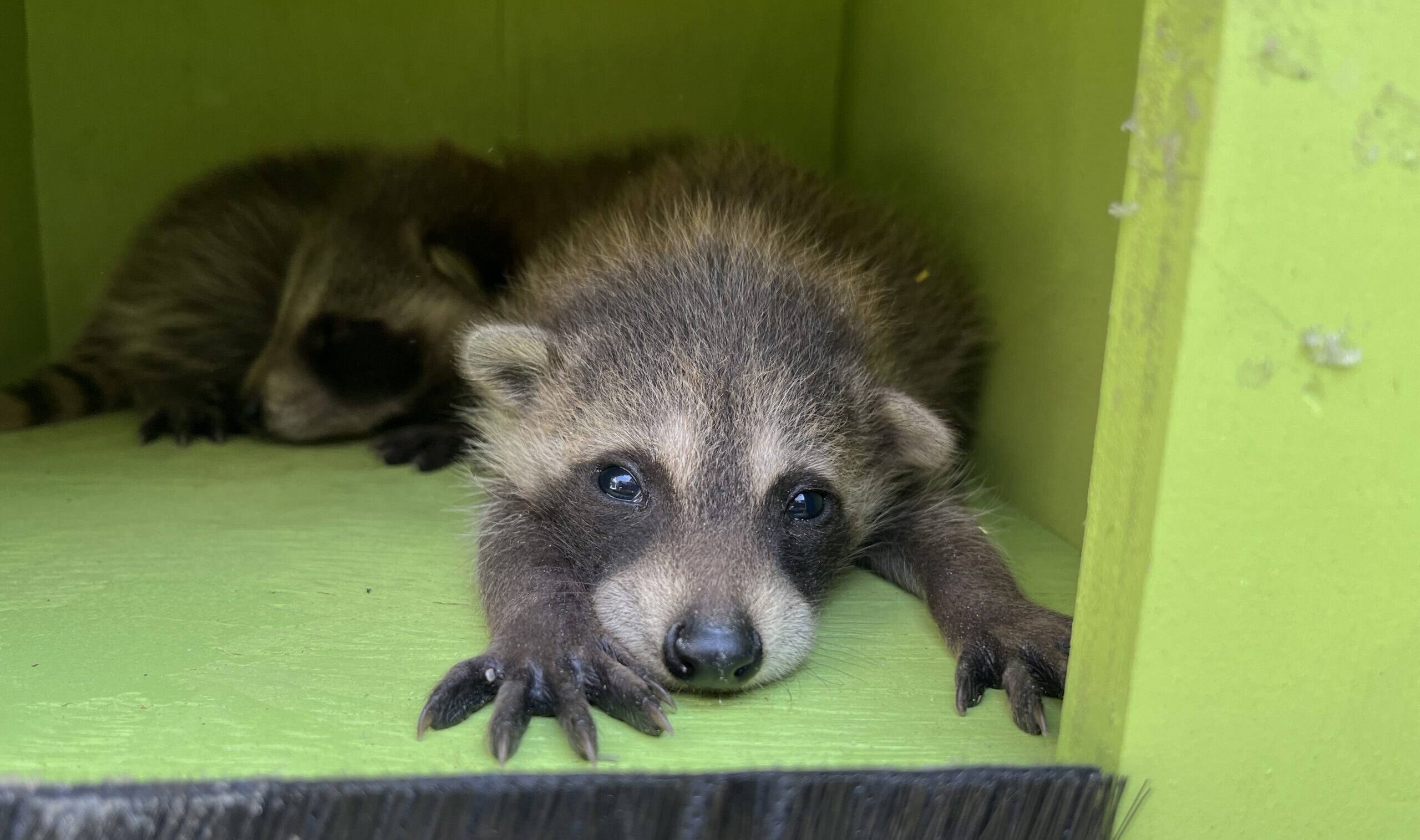 A young raccoon kit resting its head and paws forward inside a green wildlife reunion box beside its sibling