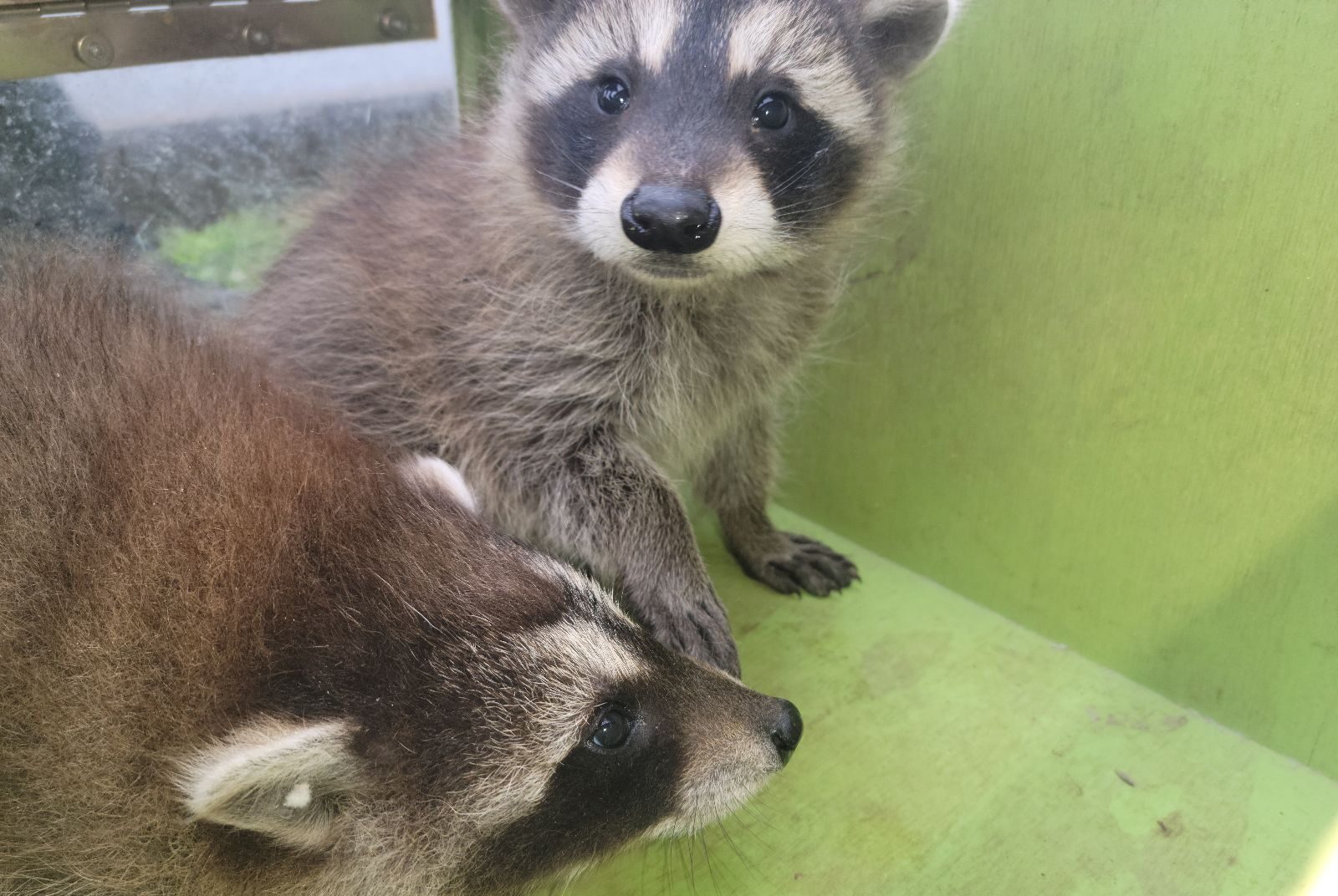 Two young baby raccoons resting inside a green heated Skedaddle reunion box during humane wildlife removal