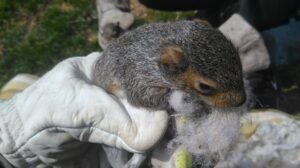 A small young grey squirrel with soft fur and nesting fluff gently held in a white gloved hand