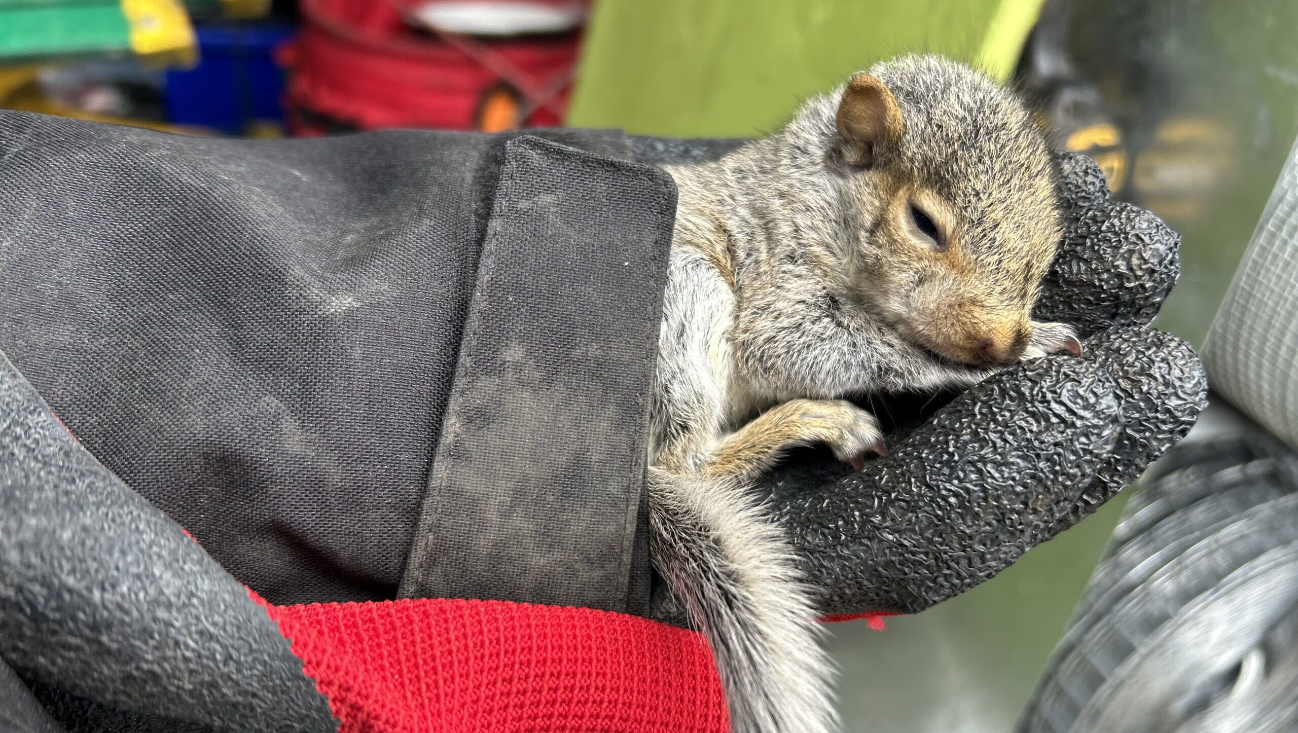 A tiny baby squirrel resting asleep nestled inside a heavy protective wildlife handler glove