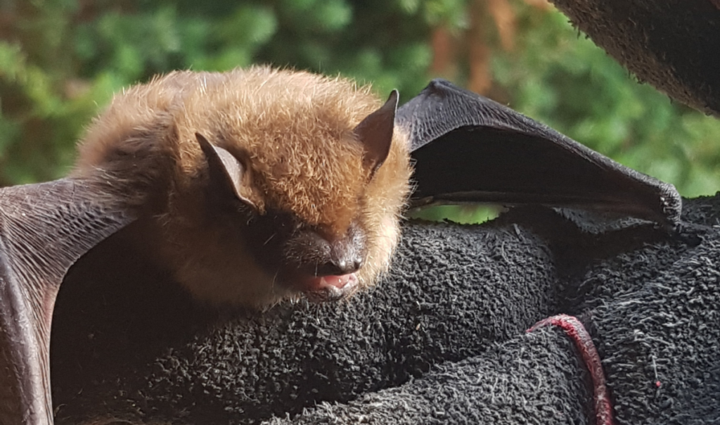 Rescued Brown Bat Resting on Heavy Duty Handler Glove A close-up view of a small brown bat with open mouth perched on a thick textured protective glove