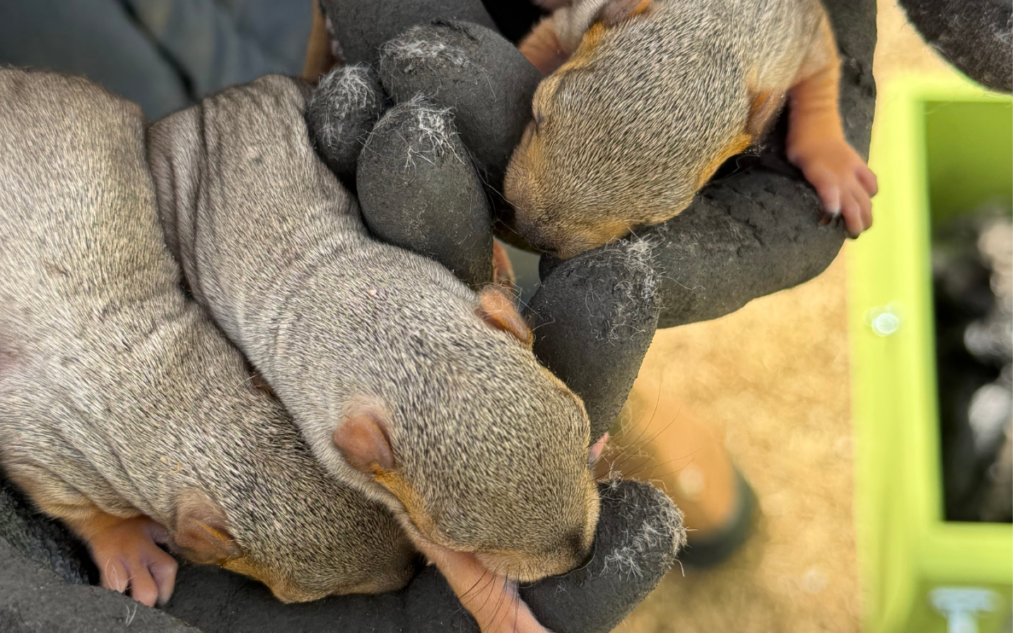 Three tiny newborn baby squirrels resting gently across a technician's dark gloved hands next to a green release box