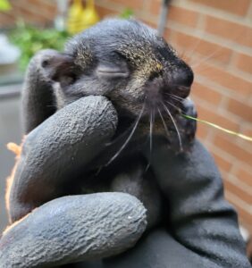 Rescued Newborn Black Squirrel Kit Held in Work Glove A tiny newborn black squirrel kit with closed eyes resting gently inside a thick black protective handling glove