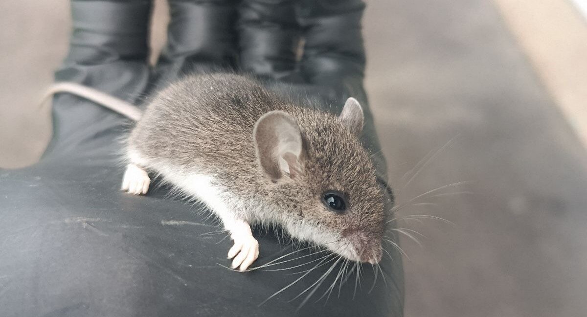 A tiny brown and white deer mouse resting on the black gloved hand of a wildlife specialist