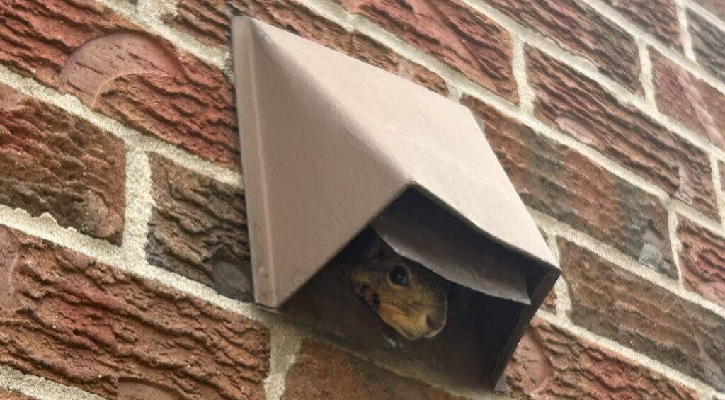 Squirrel Peeking Out from Exterior Brick Wall Exhaust Vent A squirrel peering through the metal flap opening of a dryer or bathroom exhaust vent on a red brick exterior wall