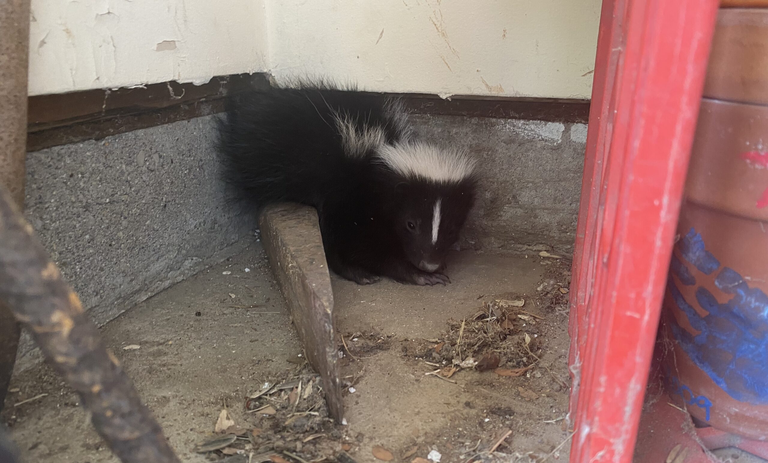A small black and white striped skunk crouched in the corner of a garage foundation
