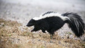 A striped skunk with wet black and white fur bounding across low brush and gravel