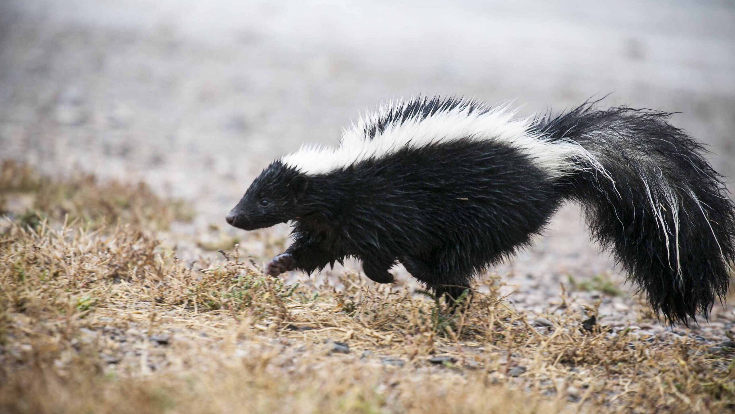 A striped skunk with wet black and white fur bounding across low brush and gravel