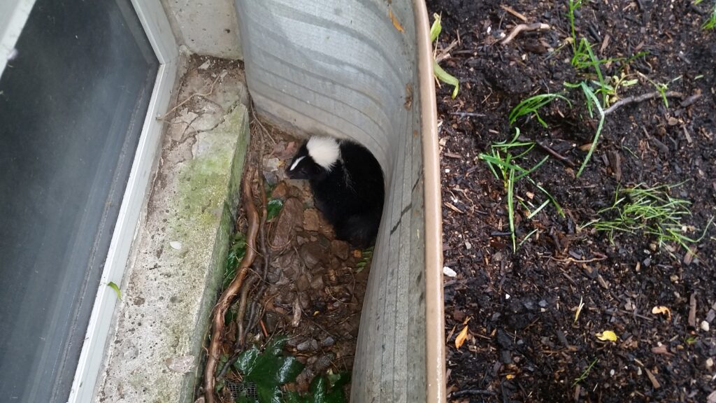 Striped Skunk Trapped Inside Galvanized Metal Basement Window Well A black and white striped skunk curled up at the bottom of a corrugated metal window well outside a home