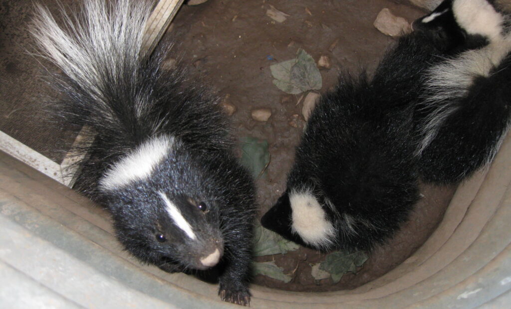 Striped Skunks Trapped at Bottom of Corrugated Window Well Two young striped skunks with fluffy tails looking up from the bottom of a corrugated metal basement window well