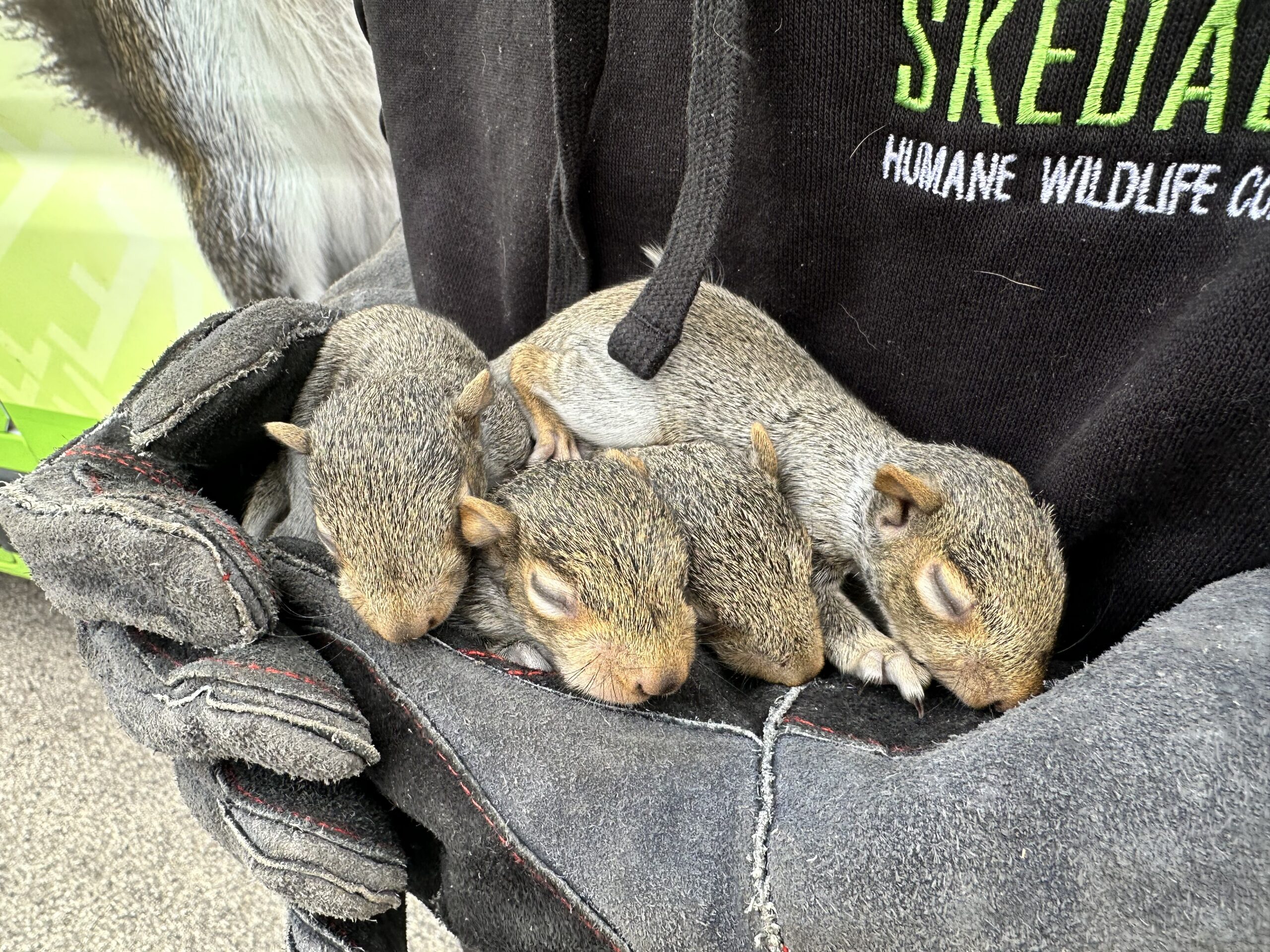 Skedaddle Ottawa technician holding baby squirrels found during an Orleans humane inspection &mdash; no traps, no poison, no lethal removal.